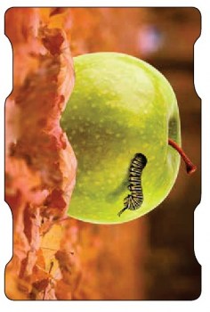 Langer Rollbrett LARB1600441 I TOBA-Sport.Shop 